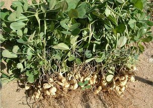 豆科植物有哪些特征(这些植物分类,你了解吗?)