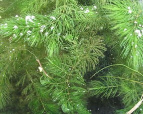 金鱼藻是什么植物(金鱼藻的养殖方法)
