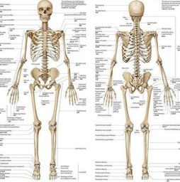 骨头的英文怎么读(英文有声绘本《Bones》骨头)