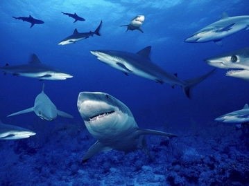 鲨鱼的资料简介20字(你害怕鲨鱼吗?你了解它吗?)
