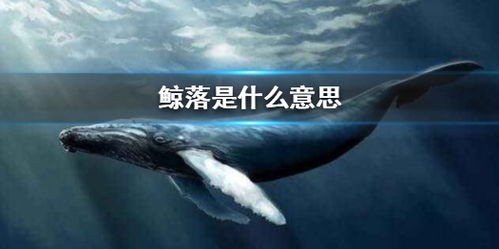 鲸落是什么意思(鲸落是什么?为什么鲸落对海洋生物如此重要?)