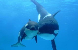 鲸鱼是什么动物类型物种(鲸鱼和鲨鱼的区别)