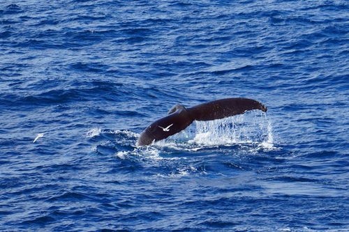 鲸鱼资料大全(鲸落是什么?为什么鲸落对海洋生物如此重要?)