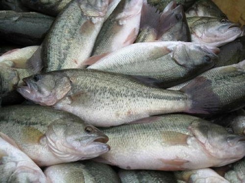 鳜鱼价格一斤多少钱2023年(饲料鳜,未来的第六家鱼?)