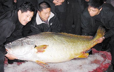 黄唇鱼多少一斤(身价上百万的“黄金鱼”)