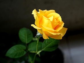 黄玫瑰代表什么(玫瑰颜色代表什么,不同的颜色花寓意可能不同)