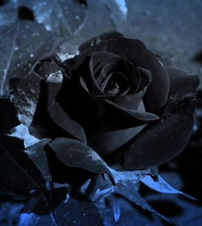 黑玫瑰的花语(情报站｜月季花花瓣还有黑色的?其实真相是...)