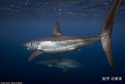 鼠鲨目(百科分享-鲨鱼的种类和介绍)