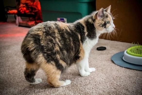 英国马恩岛猫特点(Manx cat为什么没有尾巴)-易百科