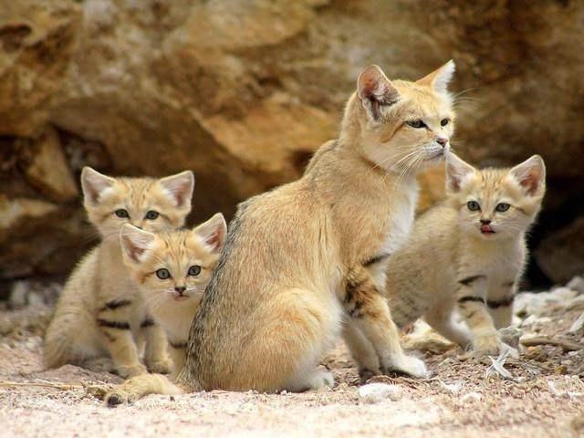 巴基斯坦沙猫能家养吗(沙漠猫濒临灭绝的原因)-易百科
