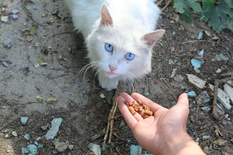 蓝眼白猫是什么品种(它们耳朵都会聋吗)-易百科