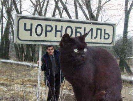 乌克兰巨猫真实存在吗(长什么样子)-易百科