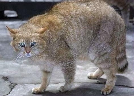 西表山猫灭绝了吗(是不是保护动物)-易百科