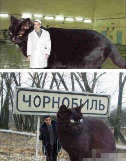 乌克兰巨猫