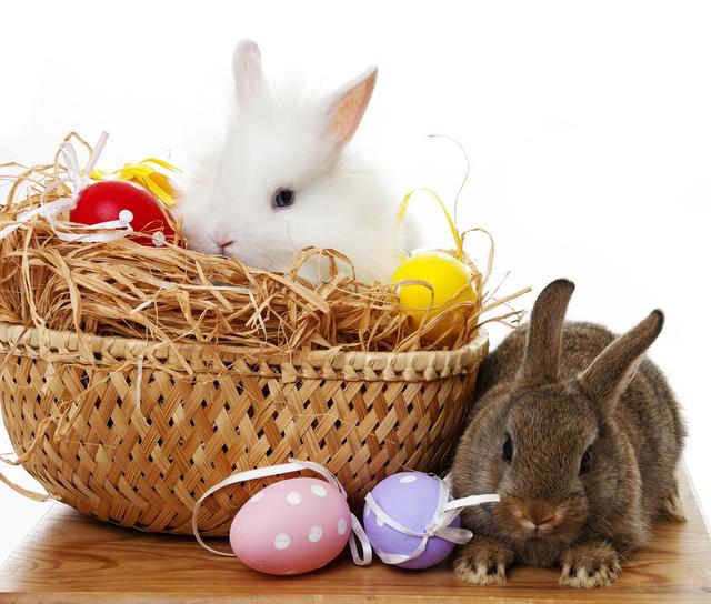 复活节兔子的由来(有关复活节的冷知识)-易百科