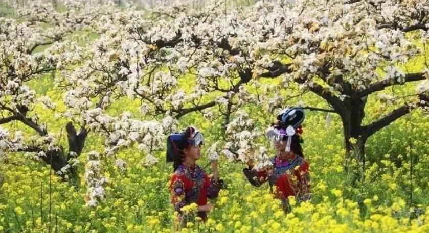 采花节是什么族的传统节日