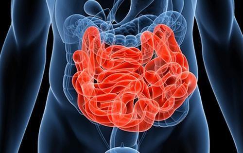 人体消化道中最长的器官是什么?(大肠还是小肠?)-易百科