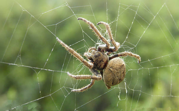 蜘蛛是不是昆虫(那它属于什么类动物)-易百科