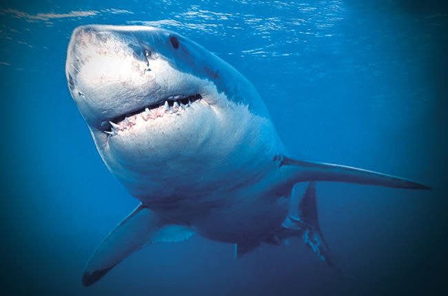 鲨鱼是不是哺乳动物(鲨鱼到底是胎生,卵生,还是卵胎生?)