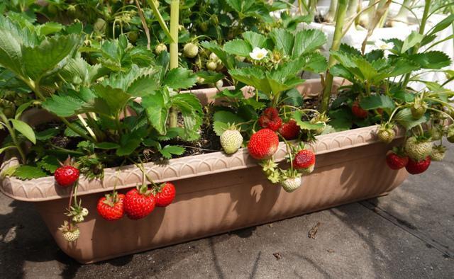 草莓什么时候种植最好(种草莓的技巧和正确方式)-易百科